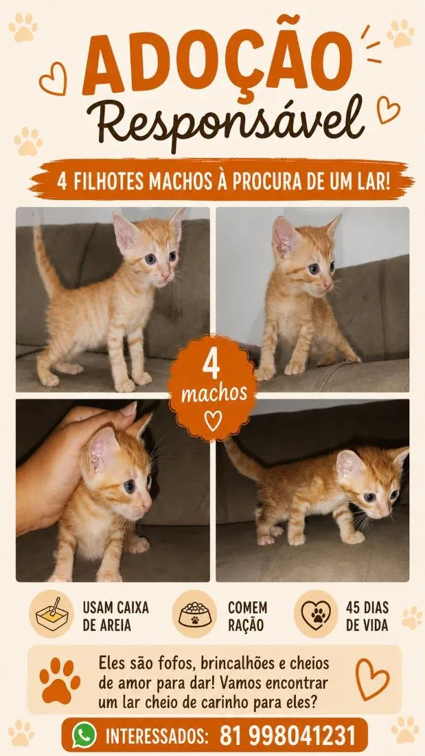 Gato raça SRD-ViraLata idade Abaixo de 2 meses nome filhotes