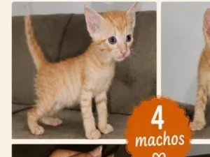 Gato raça SRD-ViraLata idade Abaixo de 2 meses nome filhotes