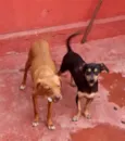 Amarelo e Salsichinha