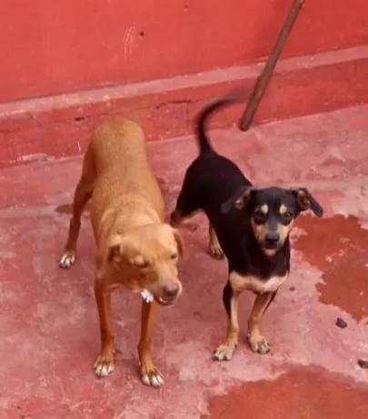 Cachorro raça SRD-ViraLata idade 1 ano nome Amarelo e Salsichinha