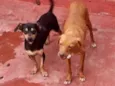 Amarelo e Salsichinha