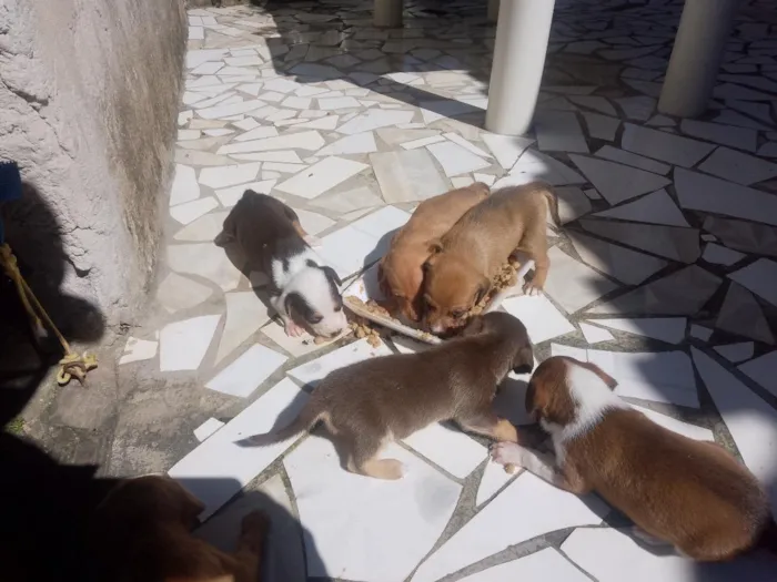 Cachorro raça SRD-ViraLata idade Abaixo de 2 meses nome não tem 