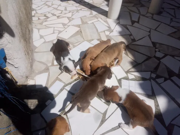 Cachorro raça SRD-ViraLata idade Abaixo de 2 meses nome não tem 