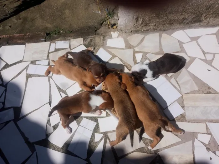 Cachorro raça SRD-ViraLata idade Abaixo de 2 meses nome não tem 