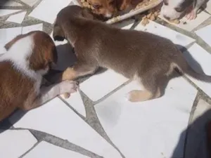 Cachorro raça SRD-ViraLata idade Abaixo de 2 meses nome não tem 