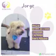 Jorge