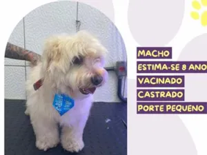 Cachorro raça SRD-ViraLata idade 6 ou mais anos nome Jorge