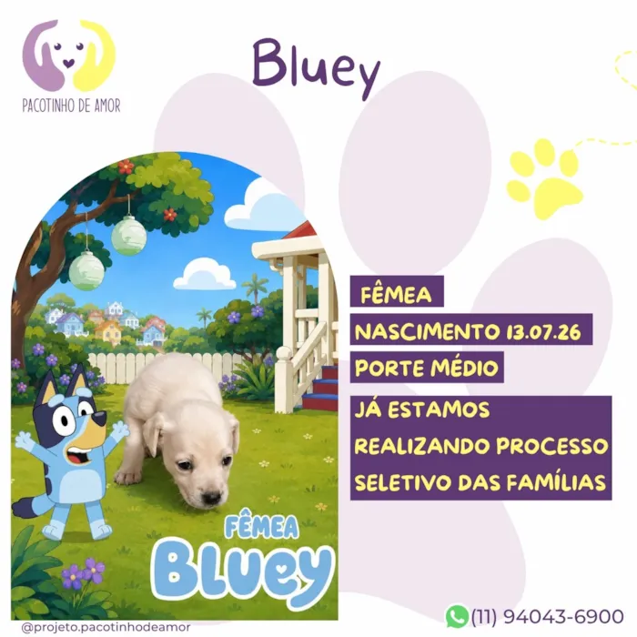 Cachorro raça SRD-ViraLata idade Abaixo de 2 meses nome Bluey