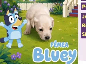 Cachorro raça SRD-ViraLata idade Abaixo de 2 meses nome Bluey