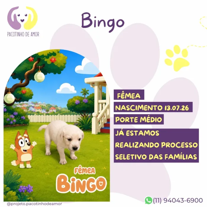 Cachorro raça SRD-ViraLata idade Abaixo de 2 meses nome Bingo