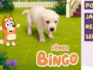 Cachorro raça SRD-ViraLata idade Abaixo de 2 meses nome Bingo