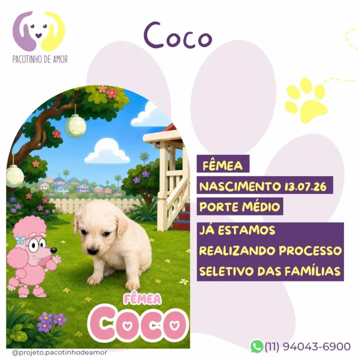 Cachorro raça SRD-ViraLata idade Abaixo de 2 meses nome Coco