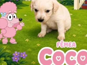 Cachorro raça SRD-ViraLata idade Abaixo de 2 meses nome Coco