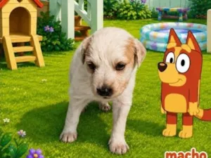 Cachorro raça SRD-ViraLata idade Abaixo de 2 meses nome Rusty