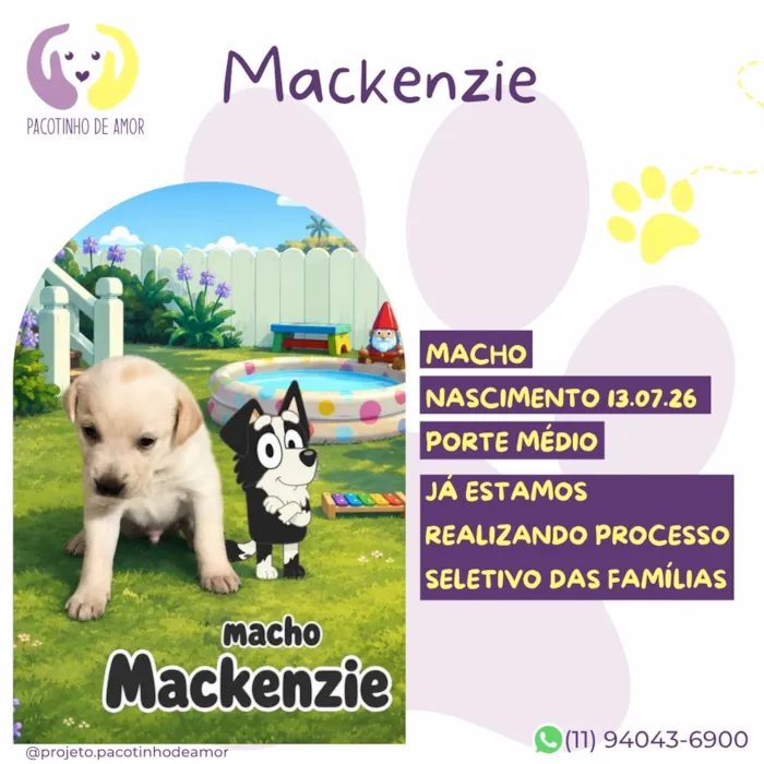 Cachorro raça SRD-ViraLata idade Abaixo de 2 meses nome Mackenzie