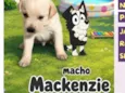 Mackenzie