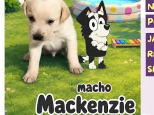 Cachorro raça SRD-ViraLata idade Abaixo de 2 meses nome Mackenzie