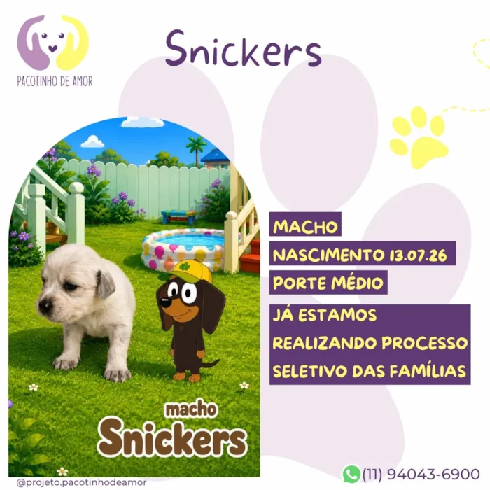 Cachorro raça SRD-ViraLata idade Abaixo de 2 meses nome Snickers