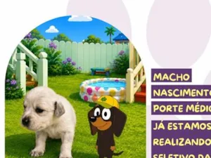 Cachorro raça SRD-ViraLata idade Abaixo de 2 meses nome Snickers