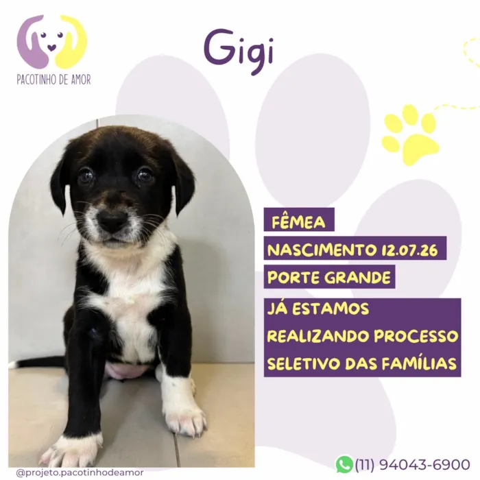 Cachorro raça SRD-ViraLata idade Abaixo de 2 meses nome Gigi