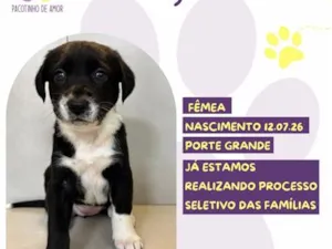 Cachorro raça SRD-ViraLata idade Abaixo de 2 meses nome Gigi