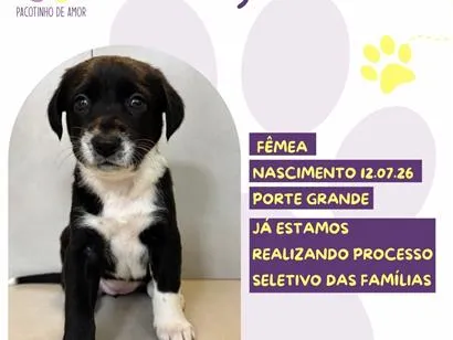 Cachorro raça SRD-ViraLata idade Abaixo de 2 meses nome Gigi