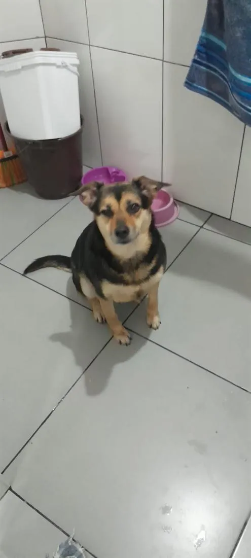 Cachorro raça SRD-ViraLata idade 6 ou mais anos nome Kiara 