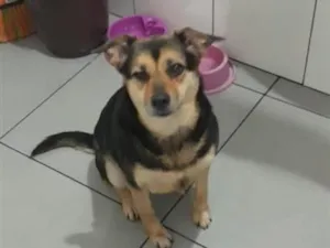 Cachorro raça SRD-ViraLata idade 6 ou mais anos nome Kiara 