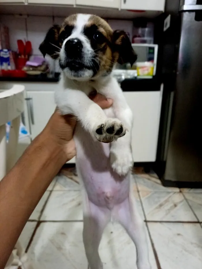 Cachorro raça SRD-ViraLata idade 2 a 6 meses nome Max
