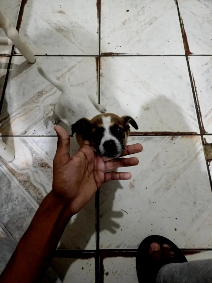 Cachorro raça SRD-ViraLata idade 2 a 6 meses nome Max