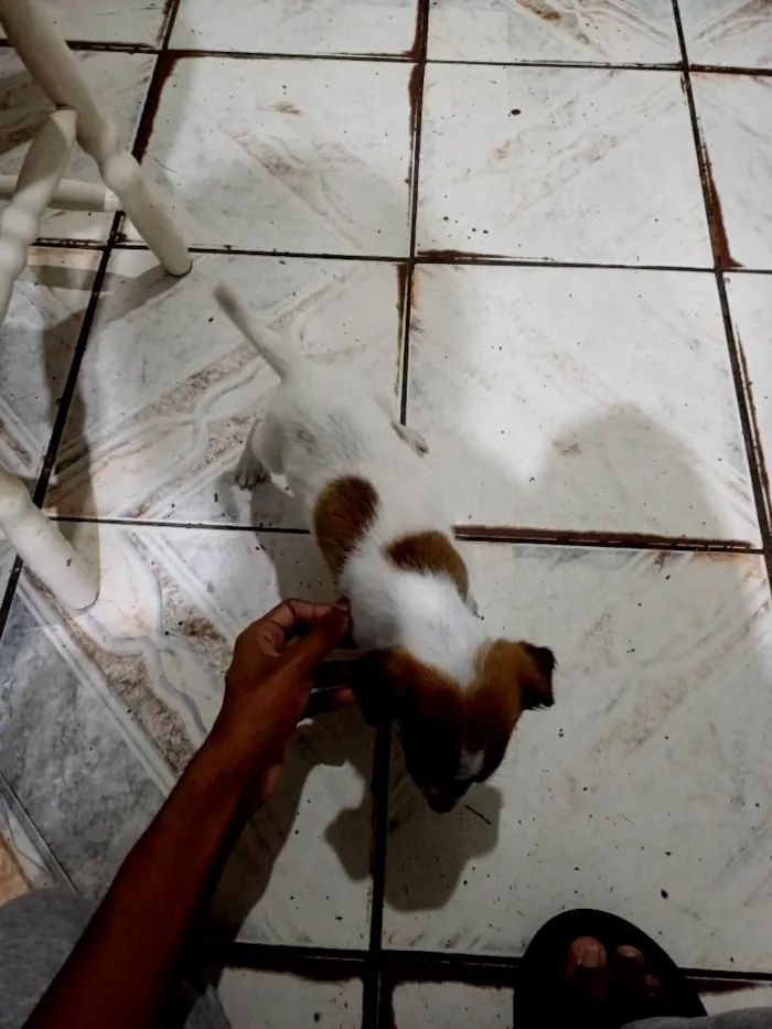 Cachorro raça SRD-ViraLata idade 2 a 6 meses nome Max