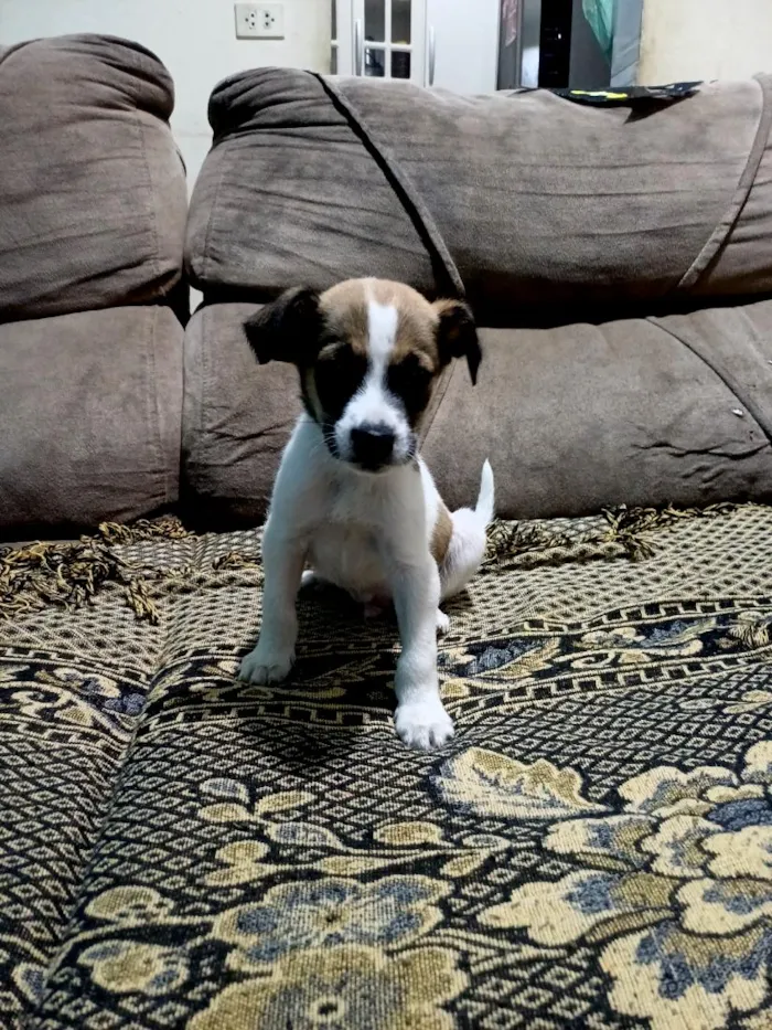 Cachorro raça SRD-ViraLata idade 2 a 6 meses nome Max
