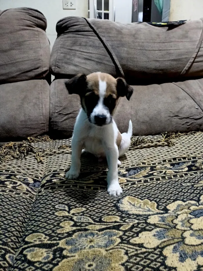 Cachorro raça SRD-ViraLata idade 2 a 6 meses nome Max