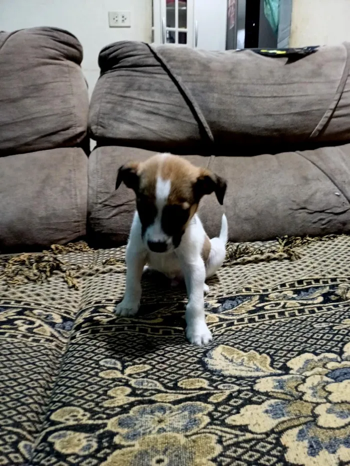 Cachorro raça SRD-ViraLata idade 2 a 6 meses nome Max