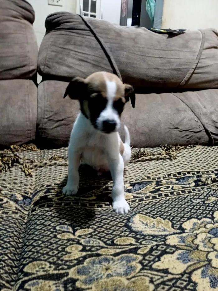 Cachorro raça SRD-ViraLata idade 2 a 6 meses nome Max