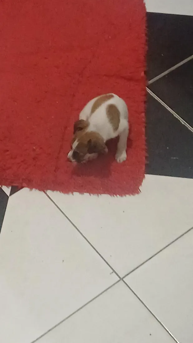 Cachorro raça SRD-ViraLata idade 2 a 6 meses nome Max