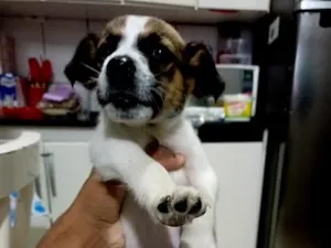 Cachorro raça SRD-ViraLata idade 2 a 6 meses nome Max