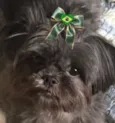 Maju