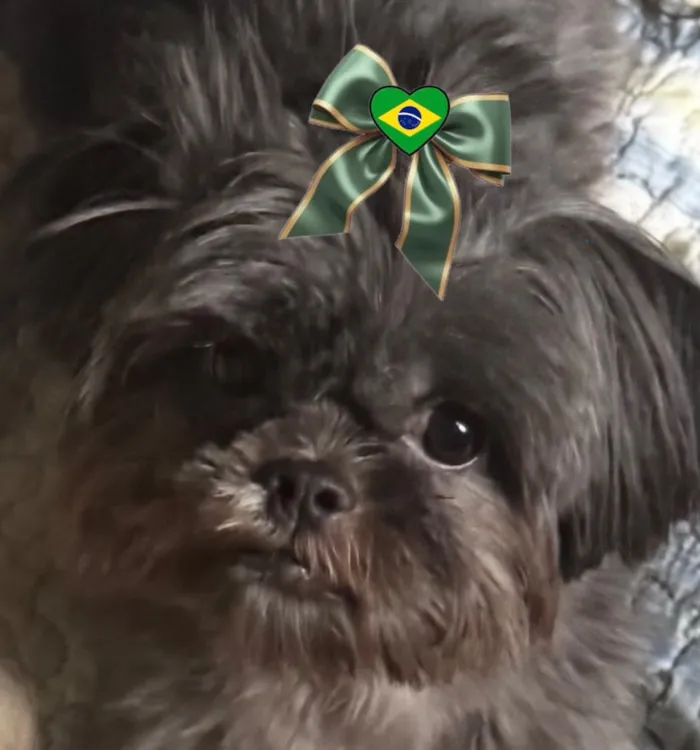 Cachorro raça Shitzu idade 6 ou mais anos nome Maju