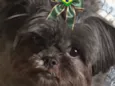 Maju
