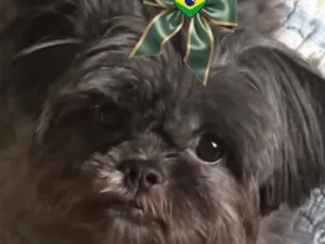 Cachorro raça Shitzu idade 6 ou mais anos nome Maju