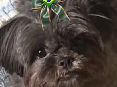 Cachorro raça Shitzu idade 6 ou mais anos nome Maju