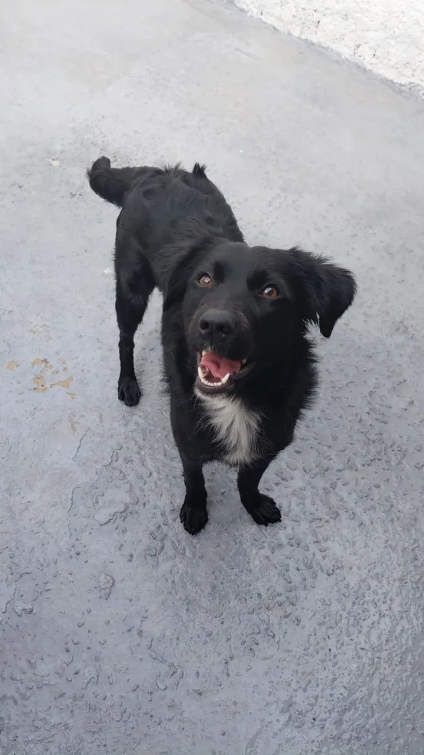 Cachorro raça SRD-ViraLata idade 1 ano nome Neguinha 