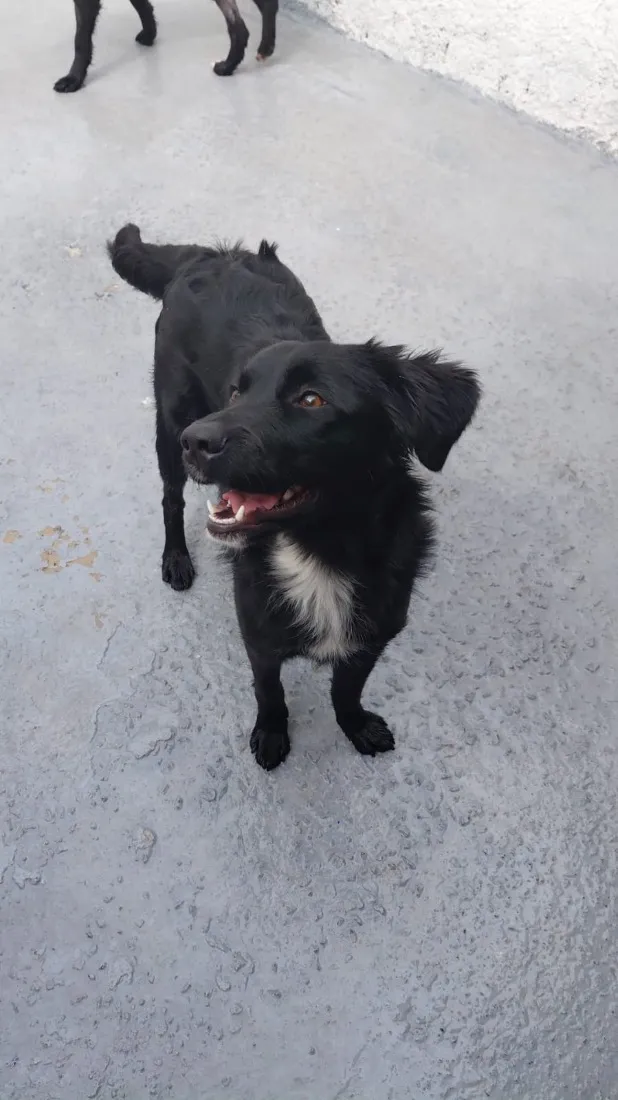 Cachorro raça SRD-ViraLata idade 1 ano nome Neguinha 