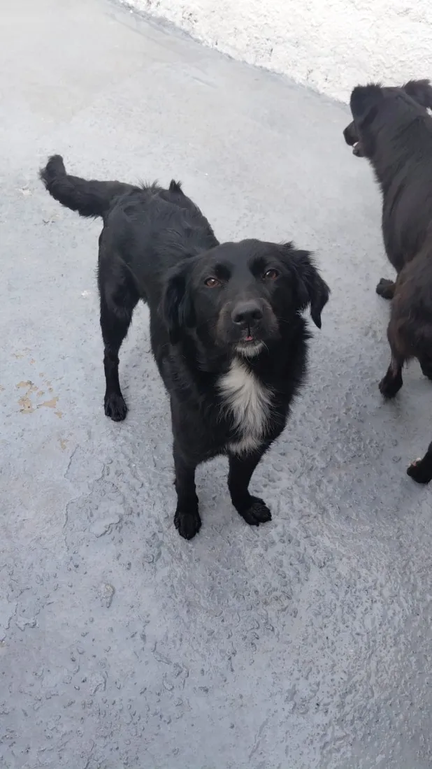 Cachorro raça SRD-ViraLata idade 1 ano nome Neguinha 