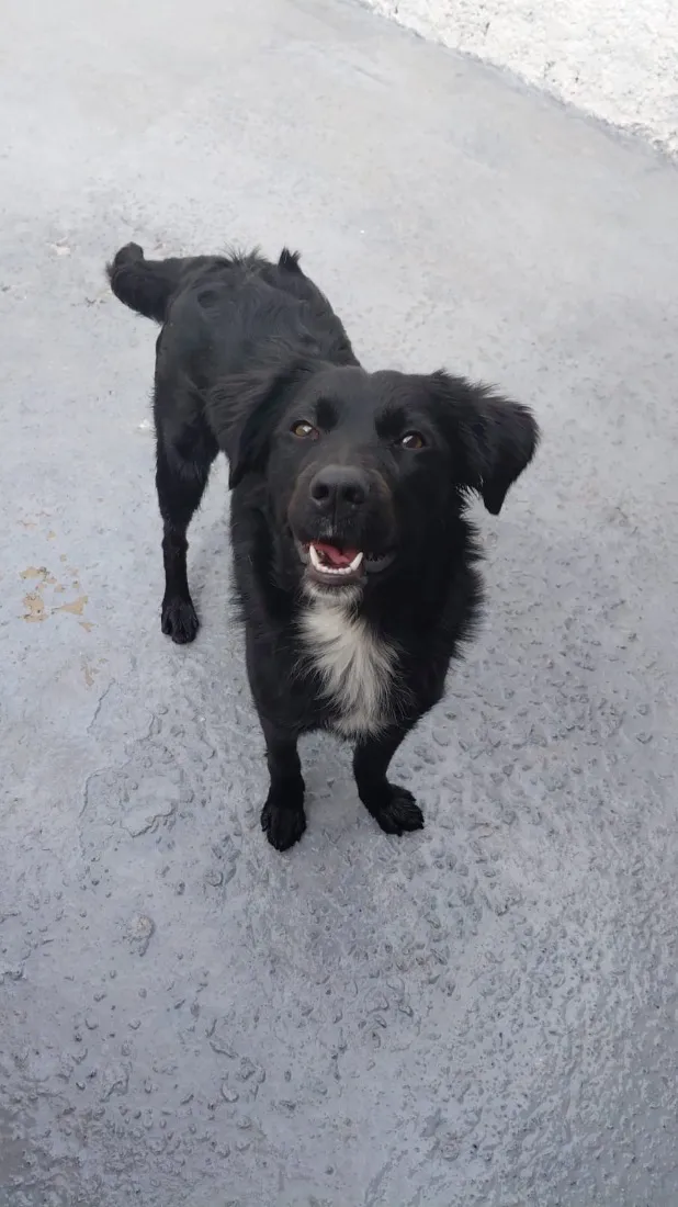 Cachorro raça SRD-ViraLata idade 1 ano nome Neguinha 