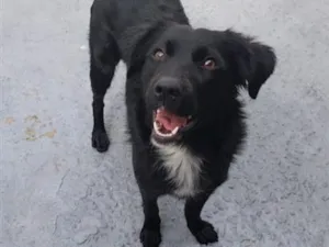 Cachorro raça SRD-ViraLata idade 1 ano nome Neguinha 