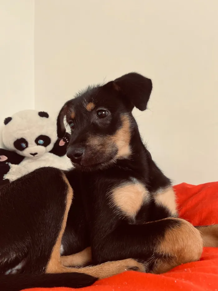Cachorro raça SRD-ViraLata idade 2 a 6 meses nome Bolinha