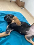 Bolinha
