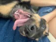 Bolinha